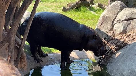 Michigan zoo making changes after fatal pygmy hippo attack